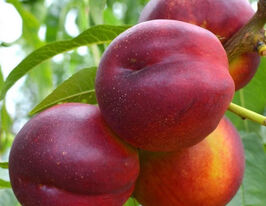 Нектарин Харкокупити