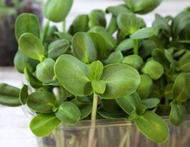 Насіння Соняшника для мікрозеленікупити