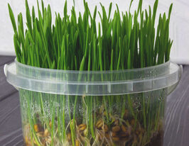 Семена Пшеницы для микрозелени купить