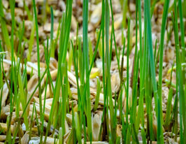 Насіння Овесу для мікрозеленікупити