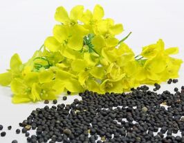 Рапс (сидерат) 1 кгкупити