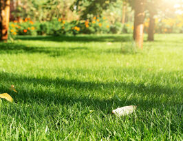 Трава газона Посухостійкакупити