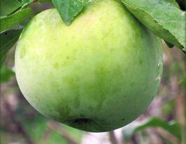 Яблоня Любава купить