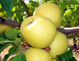 Яблуня Бісер купити