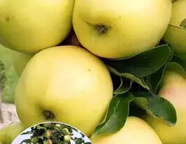  Яблоня колоновидная  Бела Анадонна купить