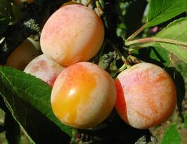 Слива Хюрем  купить