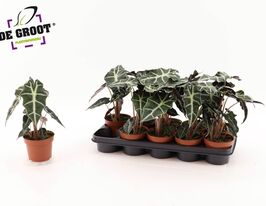 Алоказия Полли (Alocasia Polly) купить