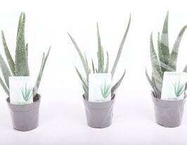 Алоэ вера (Aloe vera)  купить