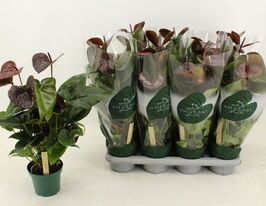 Антуриум Эссенция (Anthurium Essencia) купить