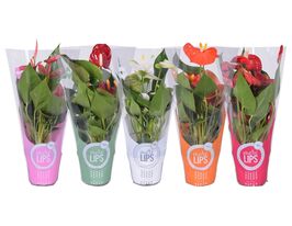 Антуриум Микс (Anthurium Mix)  купить