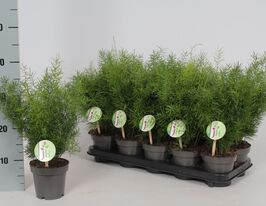 Аспарагус Шпренгера (Asparagus Sprengeri) купить