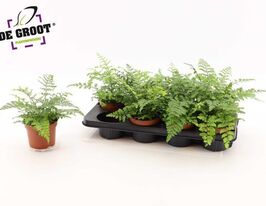 Аспленіум Парваті (Asplenium Parvati)купити