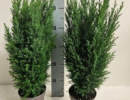 Кіпарисовик Елвуді (Chamaecyparis Ellwoodii)купити