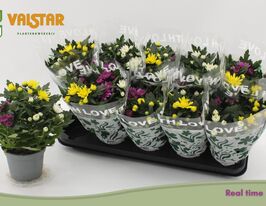  Хризантема Да Винчи Микс( Chrysanthemum Da Vinci Mix)  купить