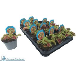 Венерина мухоловка (Dionaea muscipula)  купить