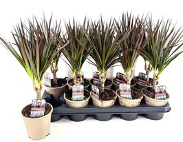 Драцена Маджента (Dracaena Magenta) купить