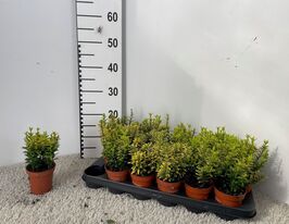 Бересклет в ассортименте (Euonymus overig) купить