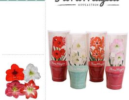 Гиппеаструм в ассортименте (Hippeastrum Overig) № 3 купить