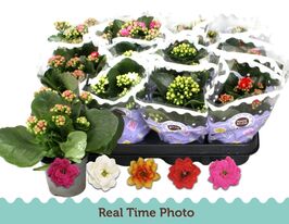 Каланхоэ Махровое Микс ((Kalanchoe Gevuld Mix)  купить