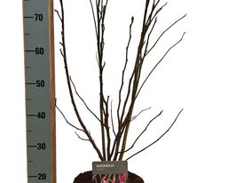 Магнолія Сюзан (Magnolia Susan)купити