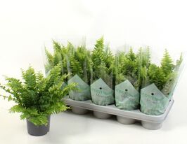 Нефролепіс Грін Момент (Nephrolepis Green Moment)купити