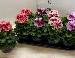 Пеларгония королевская микс (Pelargonium grandiflorum mix)  купить