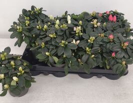 Азалия индийская микс (Rhododendron simsii mix) купить