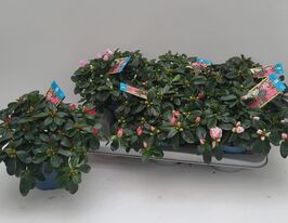 Азалия индийская Фогель (Rhododendron Simsii Vogel mix) купить