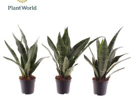 Сансевієрія Блек Корал (Sansevieria Black Coral)купити