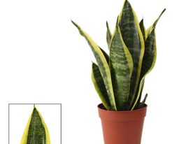 Сансевиерия Футура Суперба  (Sansevieria Futura Superba) купить