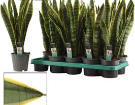Сансевиерия Лауренти  (Sansevieria Laurentii)  купить