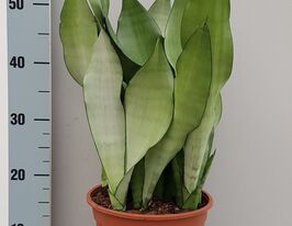 Сансевиерия Муншайн  (Sansevieria Moonshine)  купить