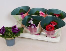 Глоксиния Брокад Микс (Sinningia Brocade Mix) купить