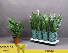 Спатифиллум Свит Чико (Spathiphyllum Sweet Chico)  купить
