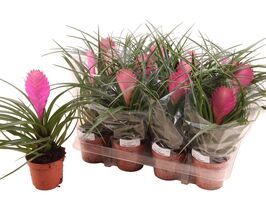  Тилландсия синяя (Tillandsia cyanea) купить