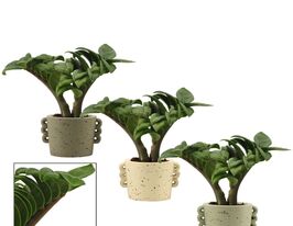 Замиокулькас Зензи (Zamioculcas Zenzi)  купить