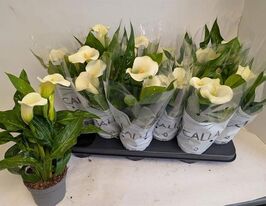  Калла Капитан Фрескоо (Zantedeschia Captain Fresco) купить