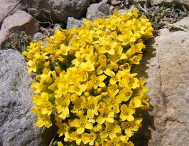 Крупка жорстка (Draba rigida) купити