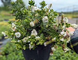 Хебе самшитолиста (Hebe odora) купити