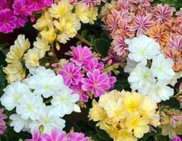 Левізія (Lewisia) купити