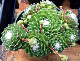 Молодило павутинне (Sempervivum arachnoideum)купити