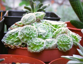 Молодило павутинне (Sempervivum arachnoideum)купити