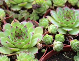 Молодило гірське (Sempervivum mount menchul)купити