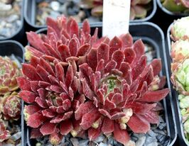 Молодило Терракота Бебі (Sempervivum Terracotta Baby)купити