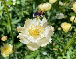 Купальница Алабастер (Trollius Alabaster)  купить