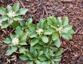 Пахісандра верхівкова (Pachysandra terminalis)купити
