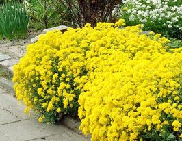 Алісум гірський (Alyssum montanum) розсадакупити
