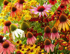 Ехінацея вузьколиста суміш (Echinacea mix) розсадакупити