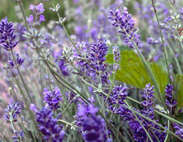 Лаванда узколистная Манстед Стрейн рассада купить