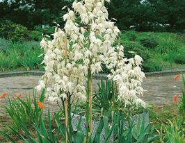 Юка нитчатая белая (Yucca filamentosa)  купить